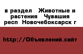  в раздел : Животные и растения . Чувашия респ.,Новочебоксарск г.